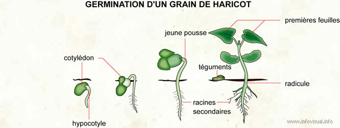 Germination d'un grain de haricot